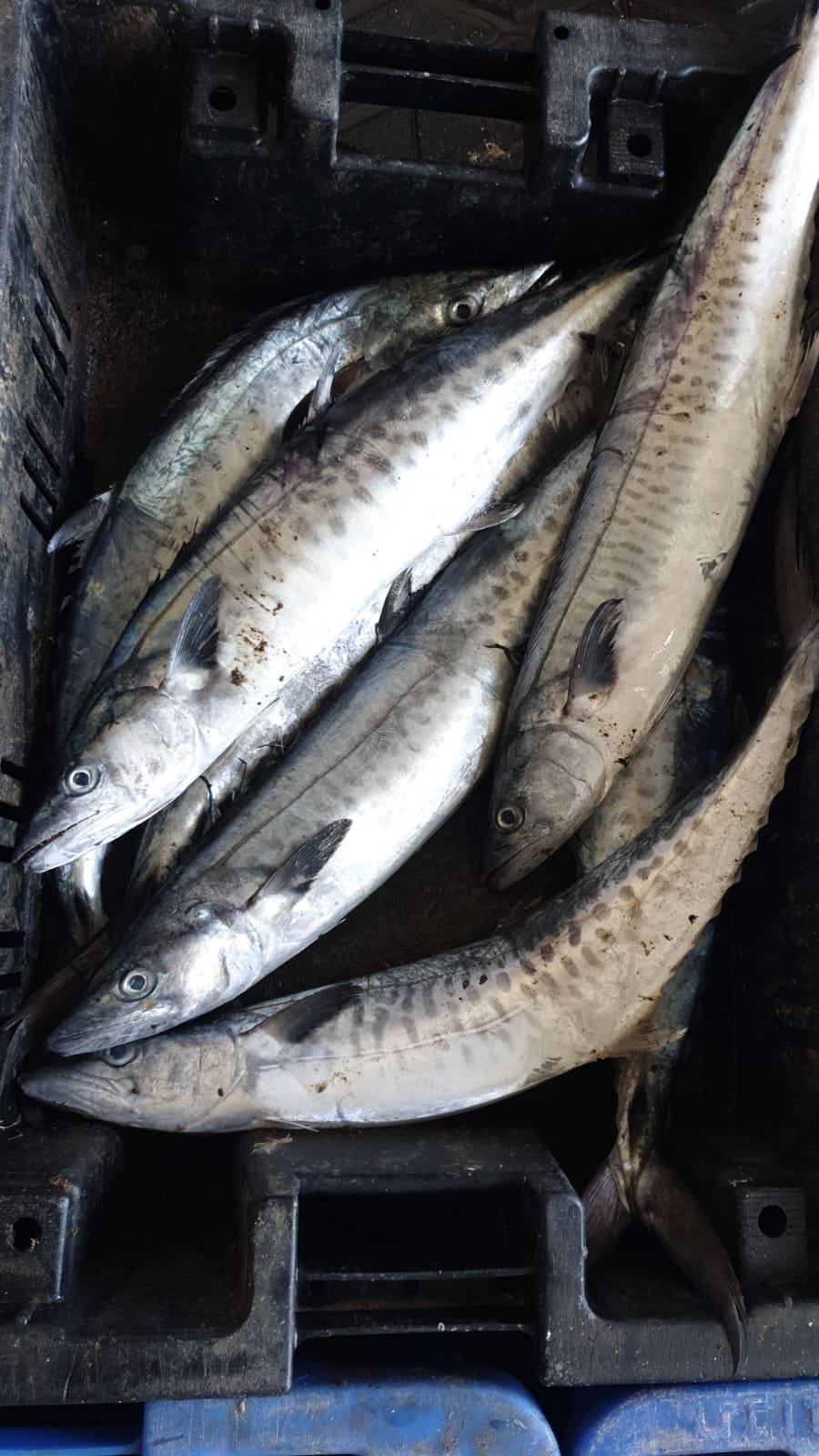 WhatsApp Image 2020-01-30 at 10.32.14 AM.jpeg.jpeg